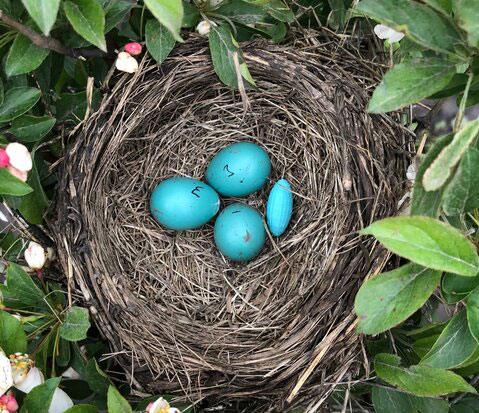 تخم مرغ های عجیب در لانه پرندگان! (+عکس) تخم مرغ های عجیب در لانه پرندگان! (+عکس)