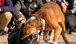 جنون سگ کشی