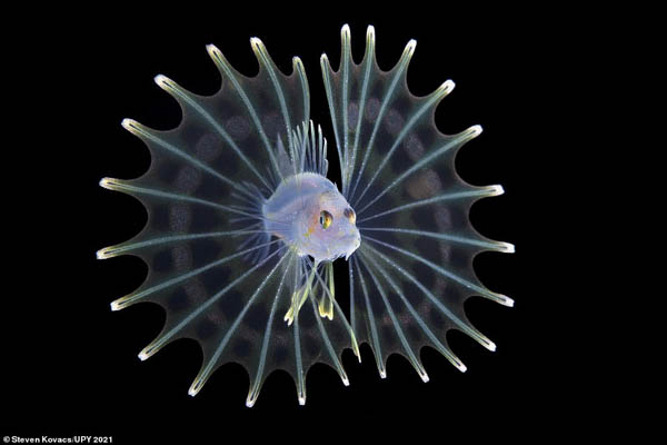 عکس های شگفت انگیز زیرآبی (گزارش تصویری)