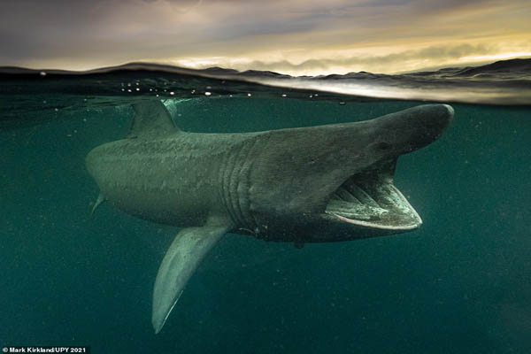 عکس های شگفت انگیز زیرآبی (گزارش تصویری)