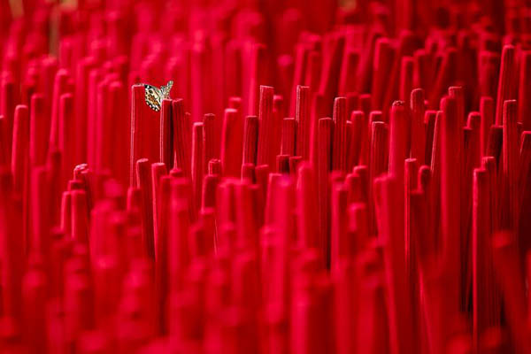 تصاویر تاثربرانگیز از مهاجران در مرز مکزیک و آمریکا / ناآرامی در هاییتی (گزارش تصویری)