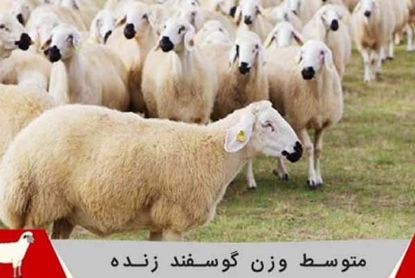 عرضه انواع دام و گوسفند زنده در تهران توس لایو شیپ عرضه انواع دام و گوسفند زنده در تهران توس لایو شیپ