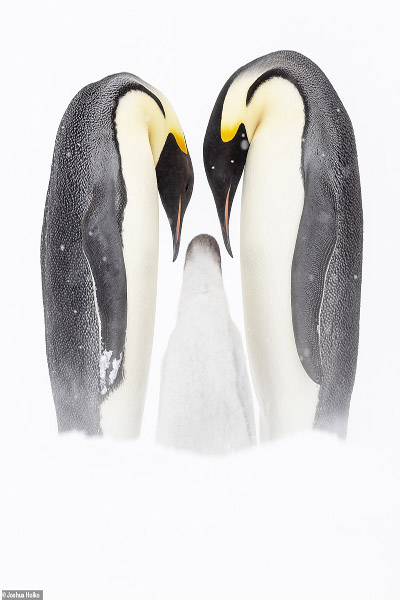 عکس های برگزیده زیست محیطی (گزارش تصویری)