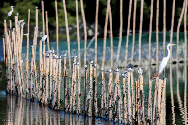 پرنده 70 ساله باز هم تخم گذاشت (گزارش تصویری)
