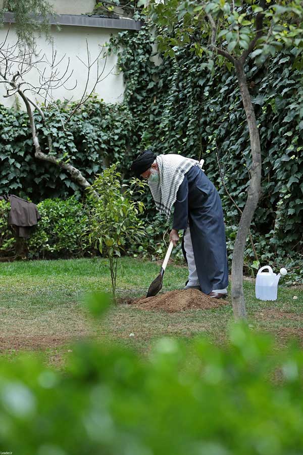 کاشت دو نهال توسط رهبر انقلاب (+عکس) کاشت دو نهال توسط رهبر انقلاب (+عکس)