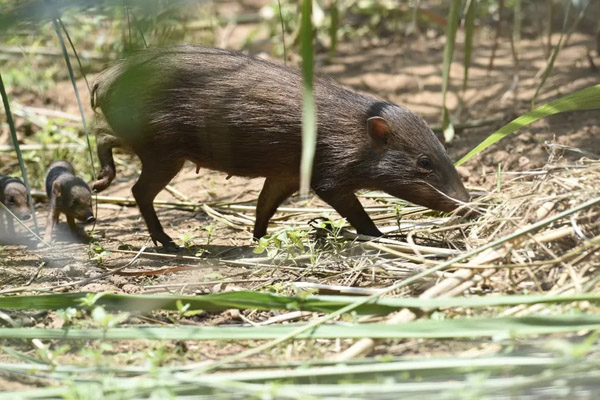 حیات وحش گونه های جانوری کمیاب (گزارش تصویری) حیات وحش گونه های جانوری کمیاب (گزارش تصویری)