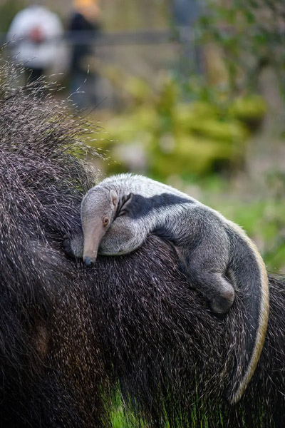 حیات وحش گونه های جانوری کمیاب (گزارش تصویری) حیات وحش گونه های جانوری کمیاب (گزارش تصویری)