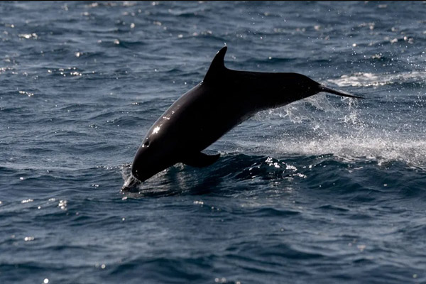 حیات وحش گونه های جانوری کمیاب (گزارش تصویری) حیات وحش گونه های جانوری کمیاب (گزارش تصویری)