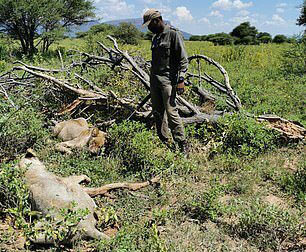 شکارچی قهاری که خودش شکار شد!