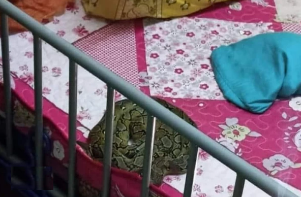 صحنه وحشتناک روی تخت کودک که مادرش را شوکه کرد!