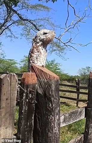 معمای یک پرنده عجیب و ترسناک در کلمبیا (تصاویر)