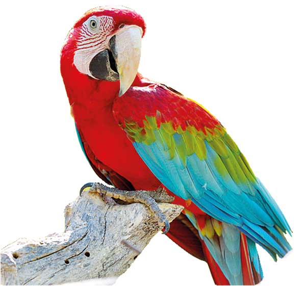 پَر دونه‌ ؛ دوست خوب پرنده‌ها