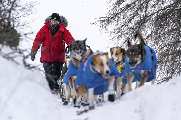 یک زنبور سبز و غول پیکر / مسابقه گاو سواری! (گزارش تصویری)