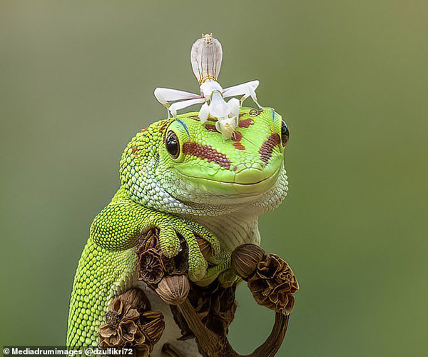 یک زنبور سبز و غول پیکر / مسابقه گاو سواری! (گزارش تصویری)