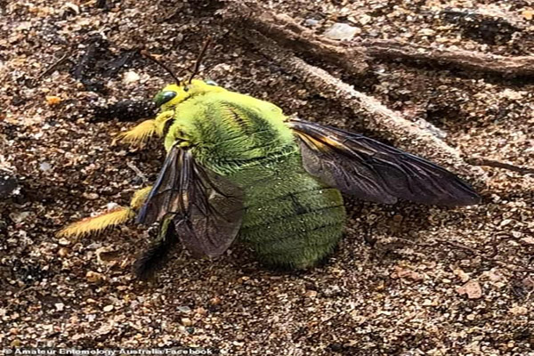 یک زنبور سبز و غول پیکر / مسابقه گاو سواری! (گزارش تصویری)