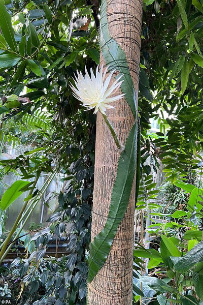 ادامه غوغا در کاتالان برای یک رپر / بمبی که گربه شد! (گزارش تصویری) ادامه غوغا در کاتالان برای یک رپر / بمبی که گربه شد! (گزارش تصویری)