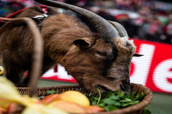 یک بُز، غایب بزرگ آلمانی ها!‌(عکس)