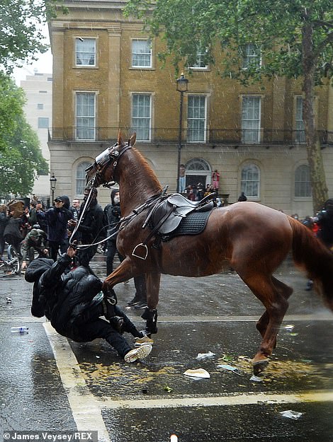 مقابله با شورش معترضان به وسیله احشام و در حضور مدونا (تصاویر) مقابله با شورش معترضان به وسیله احشام و در حضور مدونا (تصاویر)
