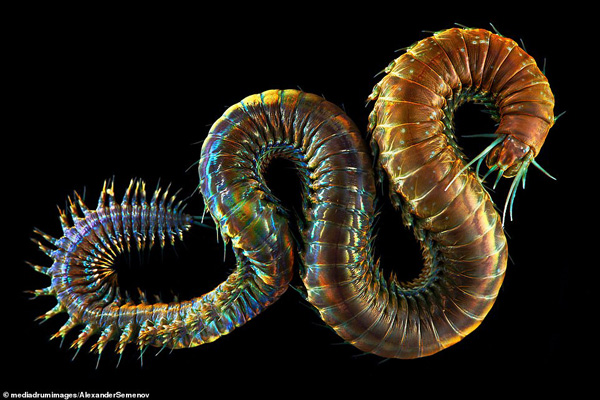 موجودات شگفت‎انگیز اعماق دریای سفید (گزارش تصویری)