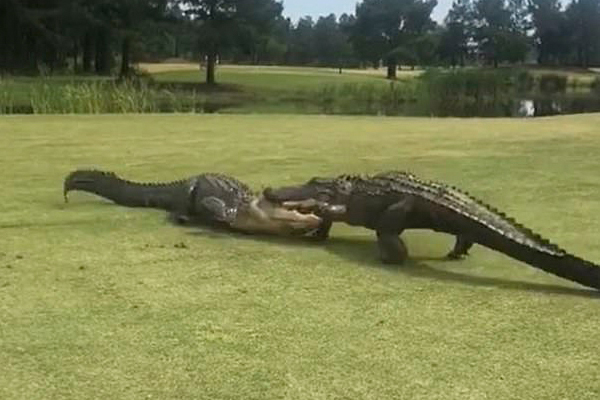 عکس و مکث؛ از دعوای مادر و دختری تا ملخی با ماسک