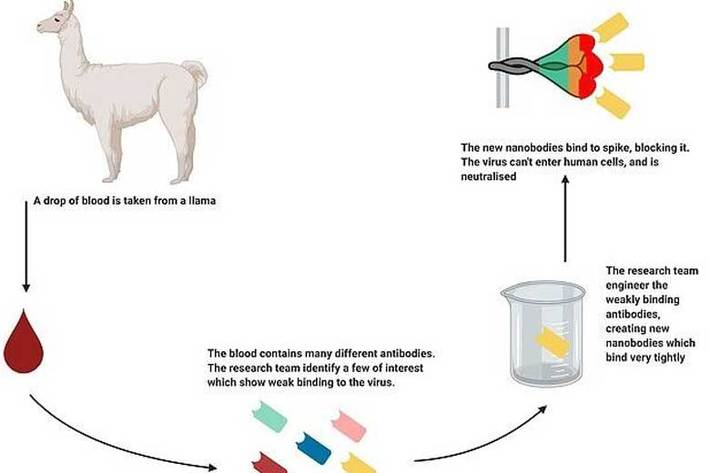 نتایج یک تحقیق نشان می‌دهد: آنتی بادی‌های دریافتی از خون «لاما» - یک نوع شتر بدون کوهان - می‌تواند ویروس کرونا را خنثی کند و بنابراین می‌توان به عنوان درمان برای بیماران مبتلا به موارد شدید بیماری کووید ۱۹ استفاده کرد.