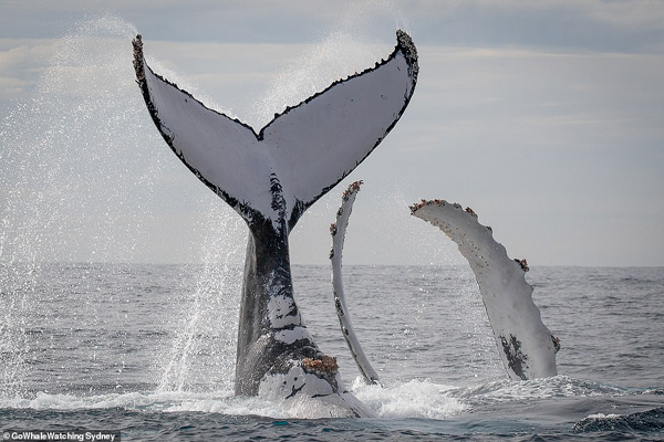 تصاویر برگزیده حیات وحش؛ جولان نهنگ های کمیاب تصاویر برگزیده حیات وحش؛ جولان نهنگ های کمیاب
