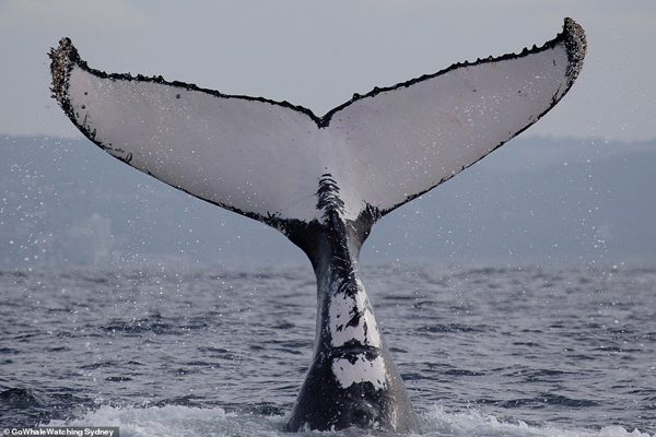تصاویر برگزیده حیات وحش؛ جولان نهنگ های کمیاب تصاویر برگزیده حیات وحش؛ جولان نهنگ های کمیاب