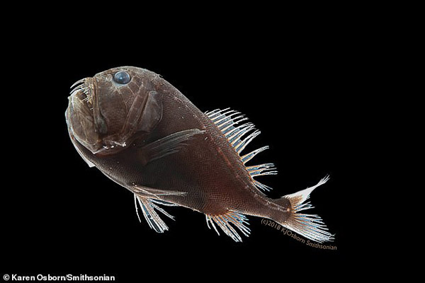 عجیب ترین و تکامل یافته ترین ماهی دنیا (تصاویر) عجیب ترین و تکامل یافته ترین ماهی دنیا (تصاویر)