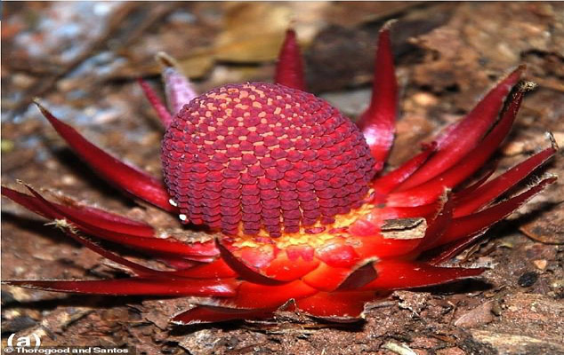 گیاه خون آشام چیست؟ (تصاویر)