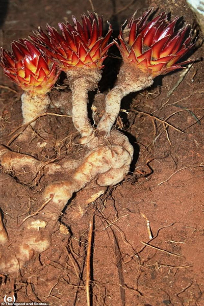 گیاه خون آشام چیست؟ (تصاویر)