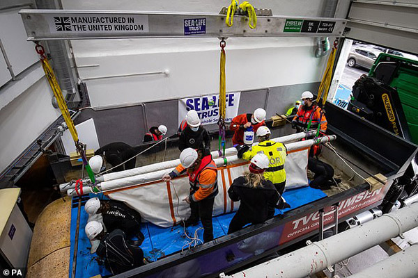 جابجایی نهنگ هایی که می خندند! (تصاویر) جابجایی نهنگ هایی که می خندند! (تصاویر)