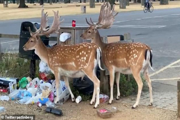 دور دنیا در قاب تصاویر؛ هجوم نیوزلندی ها به فروشگاه ها دور دنیا در قاب تصاویر؛ هجوم نیوزلندی ها به فروشگاه ها