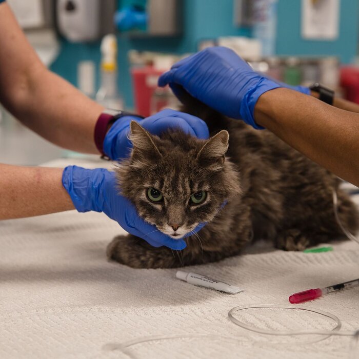 چرا نباید به حیوانات، مواد استریل ‌کننده بزنیم؟