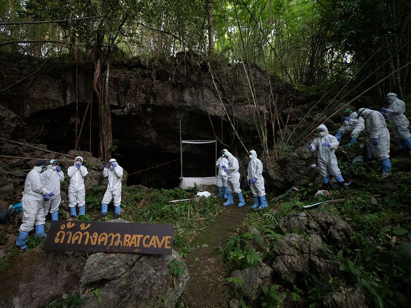 این خفاش ها دلیل اصلی شیوع کرونا در جهان هستند؟ (گزارش تصویری)