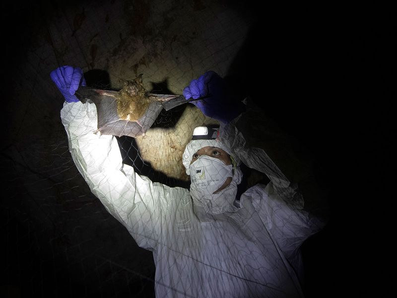 این خفاش ها دلیل اصلی شیوع کرونا در جهان هستند؟ (گزارش تصویری)