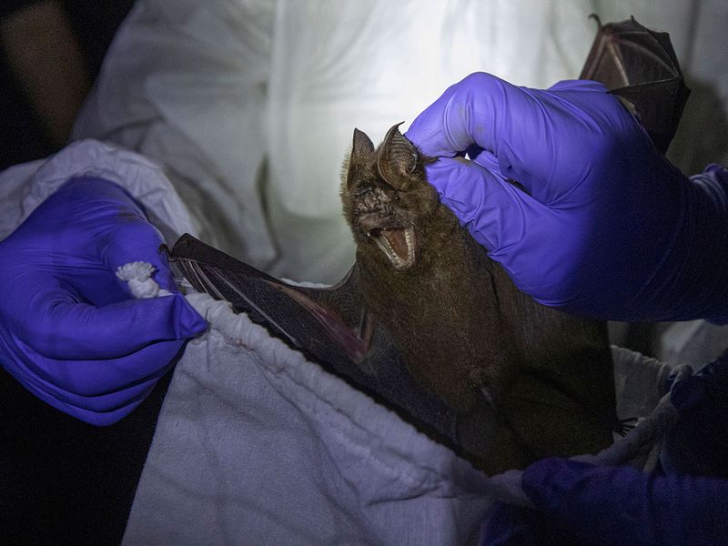 این خفاش ها دلیل اصلی شیوع کرونا در جهان هستند؟ (گزارش تصویری)