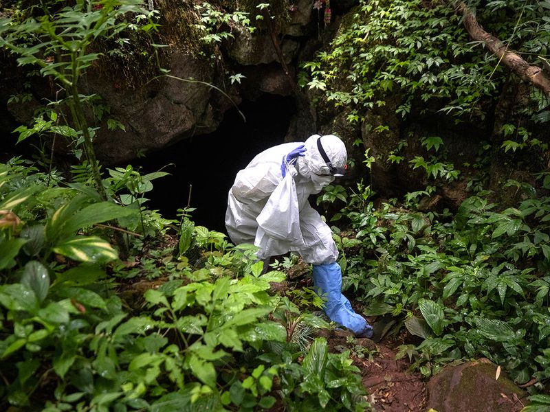 این خفاش ها دلیل اصلی شیوع کرونا در جهان هستند؟ (گزارش تصویری)