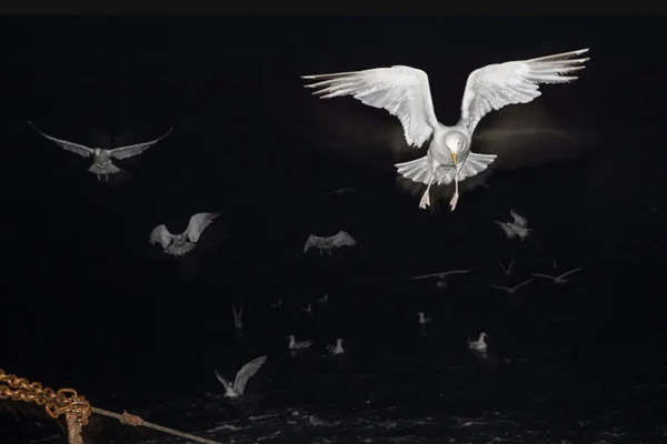 دور دنیا در قاب تصاویر؛ دستگیر شدن به دلیل ماسک نزدن!