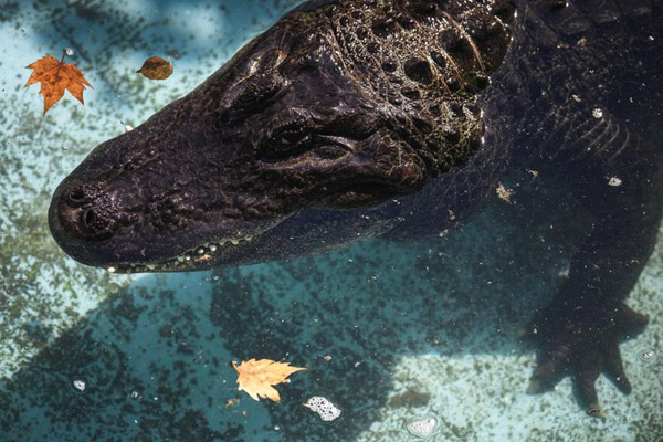 دور دنیا در قاب تصاویر؛ دستگیر شدن به دلیل ماسک نزدن!