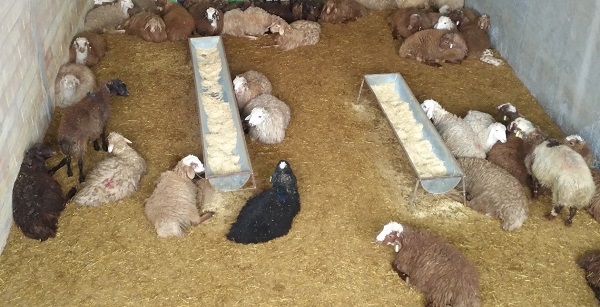 در کوتاه ترین زمان، از دامکالا، گوسفند زنده بخریم