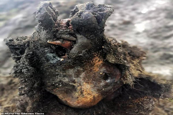 دور دنیا در قاب تصاویر ؛ خرس 39 هزار ساله دور دنیا در قاب تصاویر ؛ خرس 39 هزار ساله