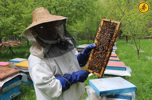 خرید عسل طبیعی از زنبوردار در وب‌سایت دهچی