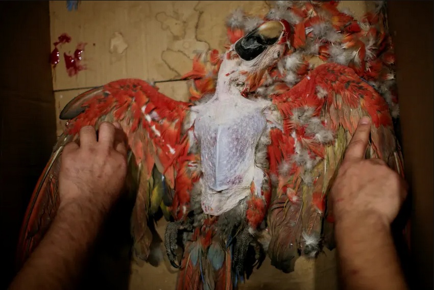 آتشی که آمازون و حیواناتش را می بلعد (گزارش تصویری) آتشی که آمازون و حیواناتش را می بلعد (گزارش تصویری)