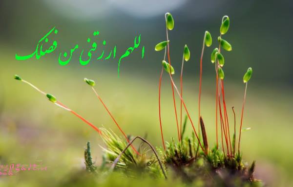 تکنیک های معنوی برای افزایش رزق و روزی تکنیک های معنوی برای افزایش رزق و روزی