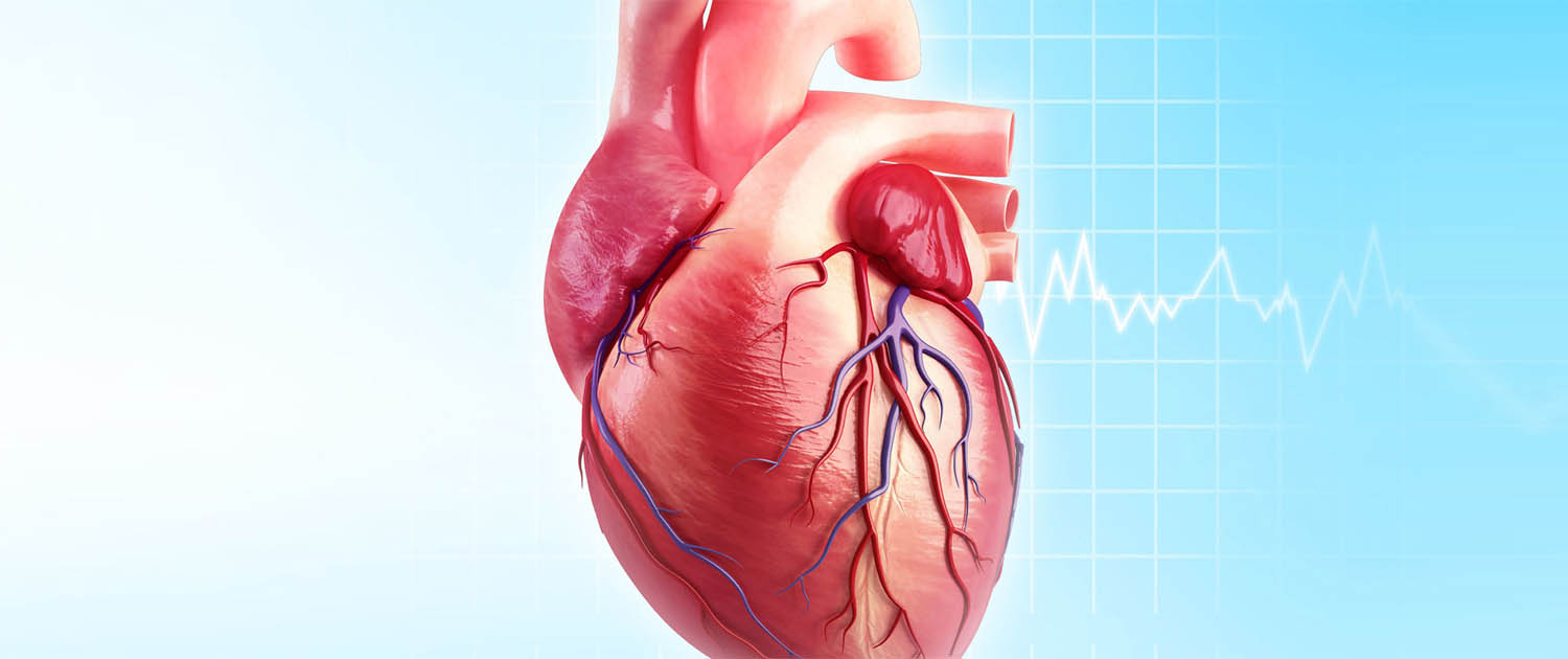 اسـرار خلقـت اعضای فرد بـدن انسـان در آیات و روایات