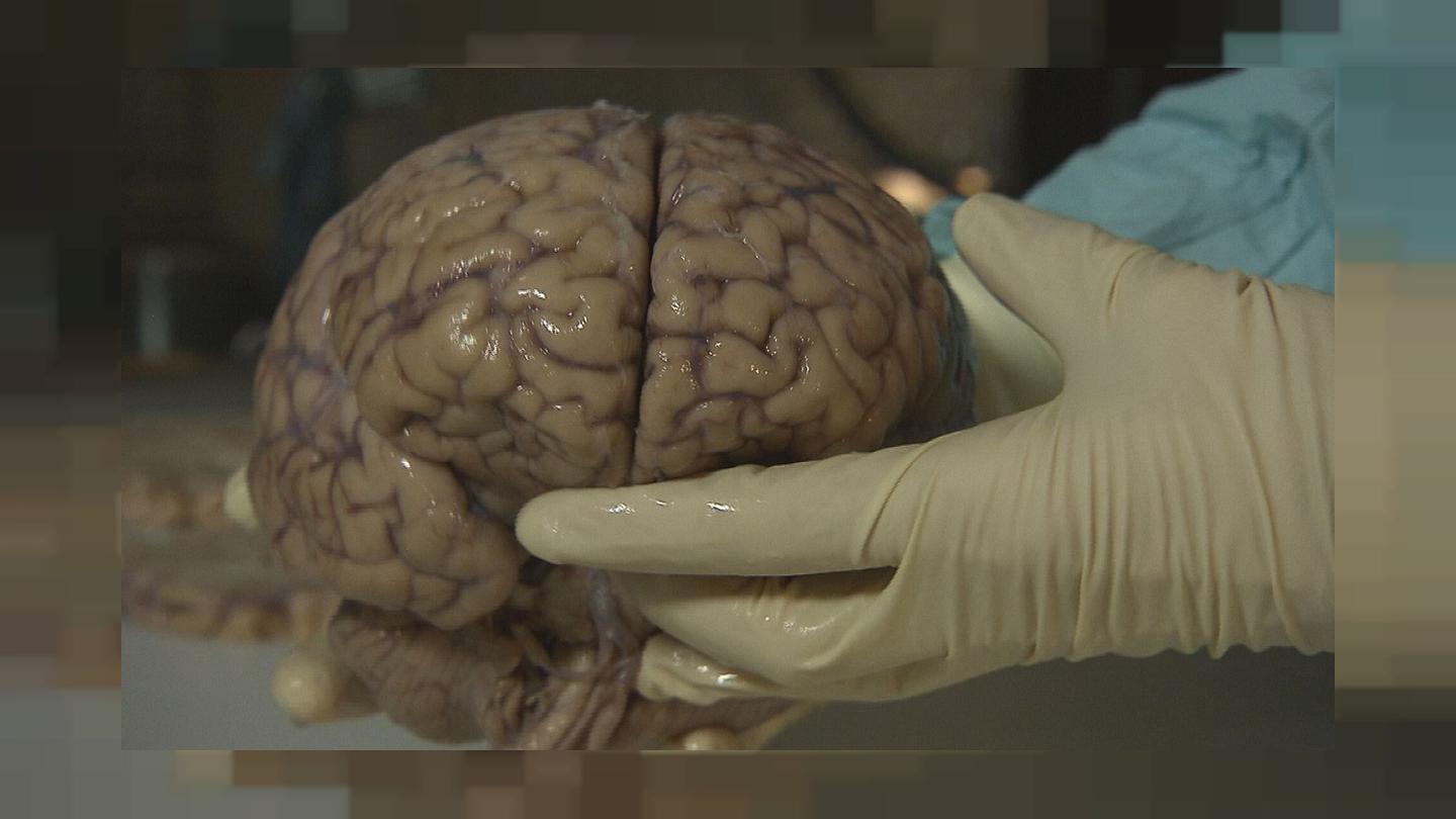 اسـرار خلقـت اعضای فرد بـدن انسـان در آیات و روایات