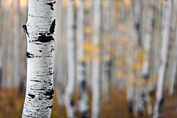 8 نکته برای عکاسی از طبیعت پاییزی 8 نکته برای عکاسی از طبیعت پاییزی