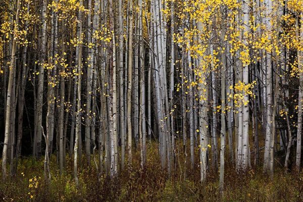 8 نکته برای عکاسی از طبیعت پاییزی