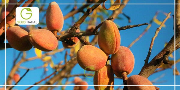 پر بارترین نهال گردو و نهال بادام ایران را بشناسید
