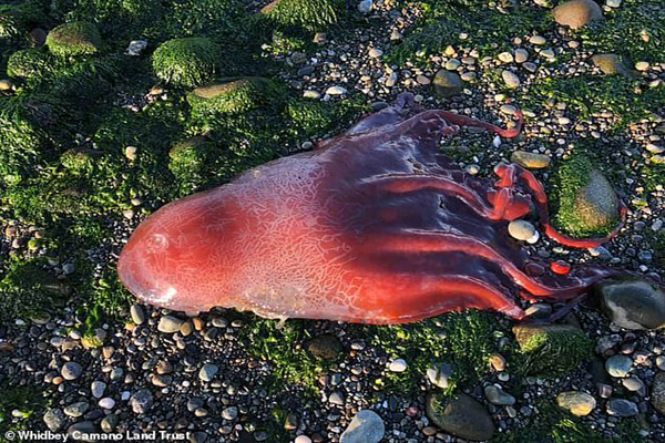دنیای حیرت انگیز و مرموز ما (گزارش تصویری) دنیای حیرت انگیز و مرموز ما (گزارش تصویری)